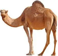 Camel