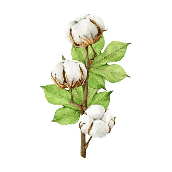 Cotton