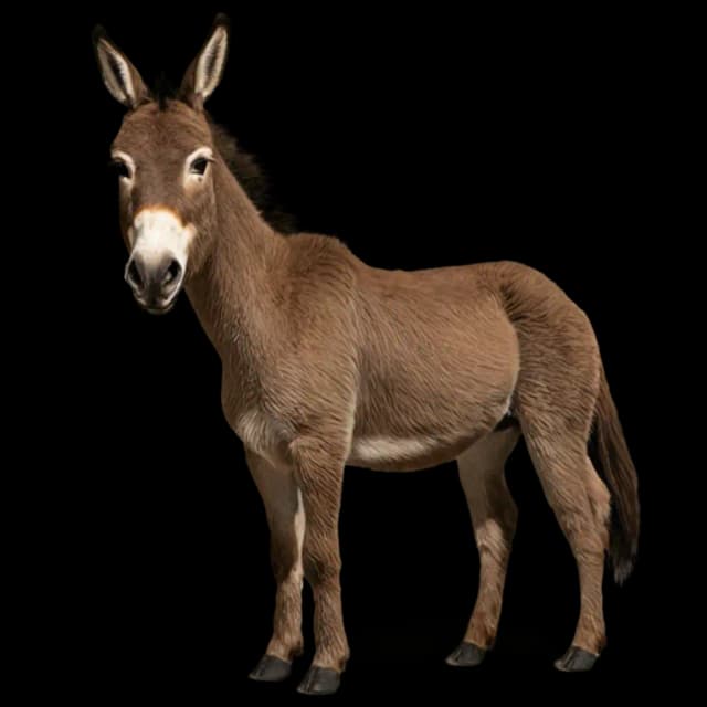 Donkey