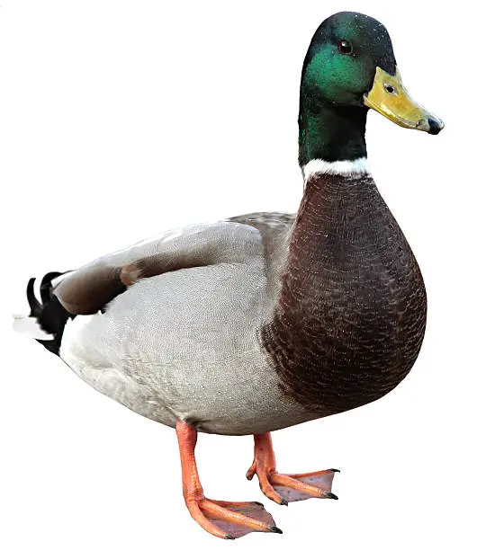 Duck
