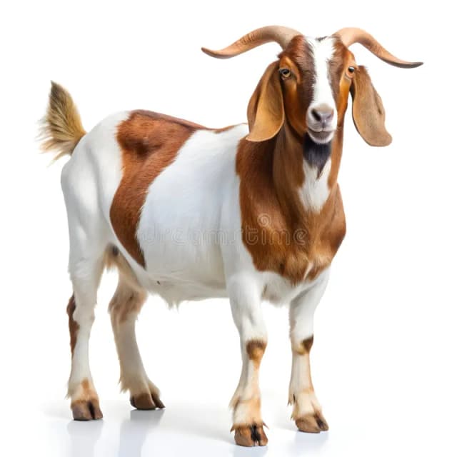 Goat