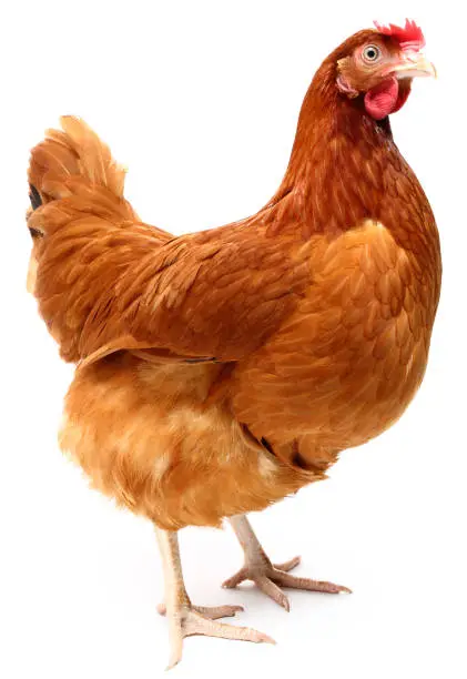 Hen
