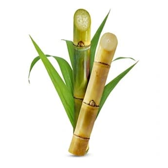 Sugarcane