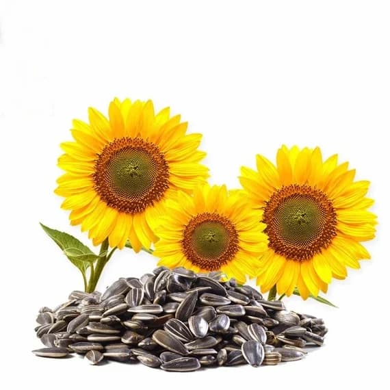Sunflower Seed