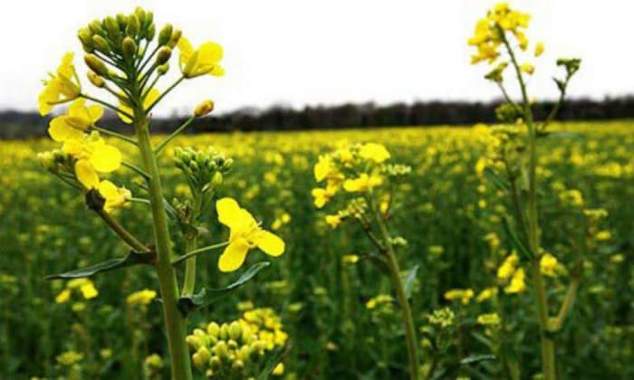 Oilseed Crops